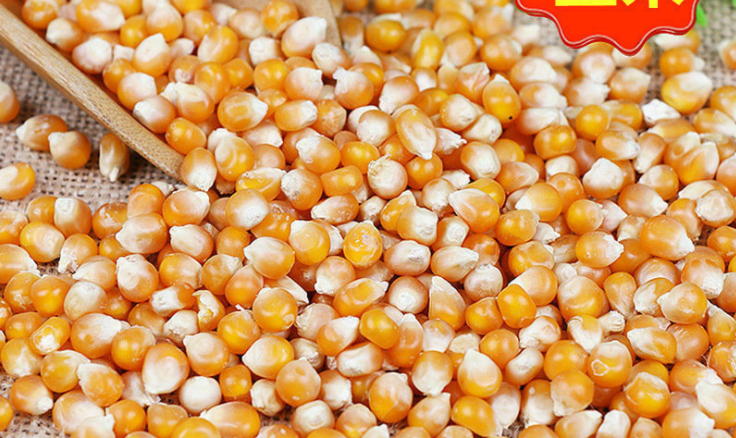 生產(chǎn)飼料用玉米 玉米飼料磨粉機(jī) 生產(chǎn)飼料用玉米 玉米飼料磨粉機(jī)